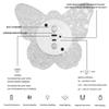 Butterfly Wall Lamp Night Light Human Body Sensing Wiring-Free Magnetic Base Special Dimming