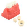 1pc Resin Dental Demonstration Tooth Model Implant Analysis Crown Bridge for Dentist