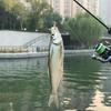 Reflective Ice Silk 8PCS Fly Fishing Hook Bait Lure for Trout Salmon and Bass