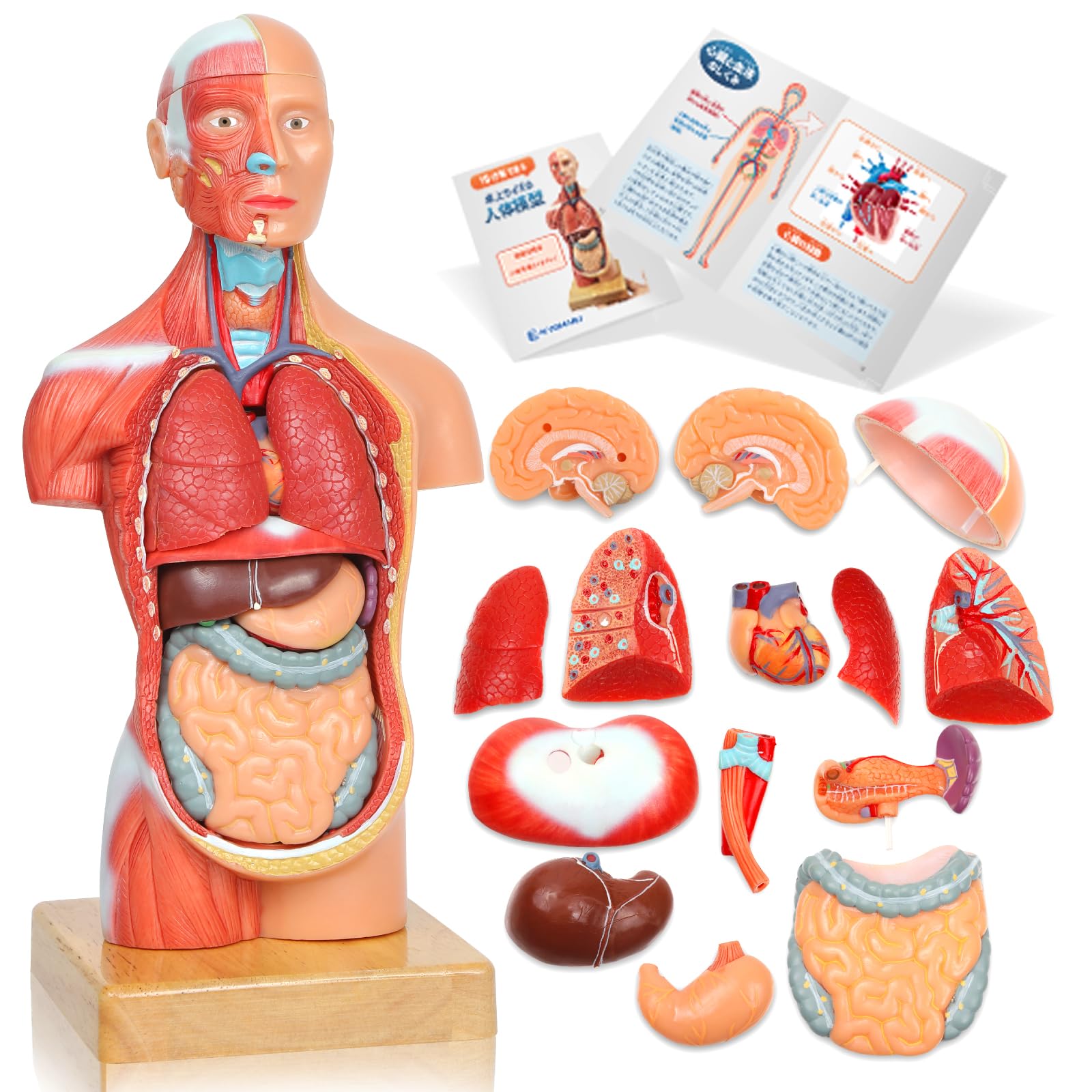 

KIYOMARU 27cm Anatomical Human Body Model: Soft texture, 15 parts, supervised by a physical therapist, includes auxiliary magnets and Japanese instruc