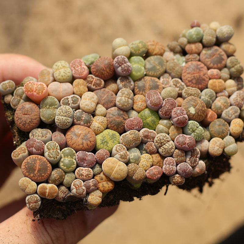 Rare Lithops Succulent Pot: Diverse Colors & Varieties