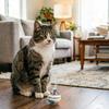 Mini Vaso in Ceramica per Baffi di Gatto Vaso Fiore Piccolo Fatto a Mano Portabaffi Gatto in Miniatura Regali Commemorativi per Cani Gatti
