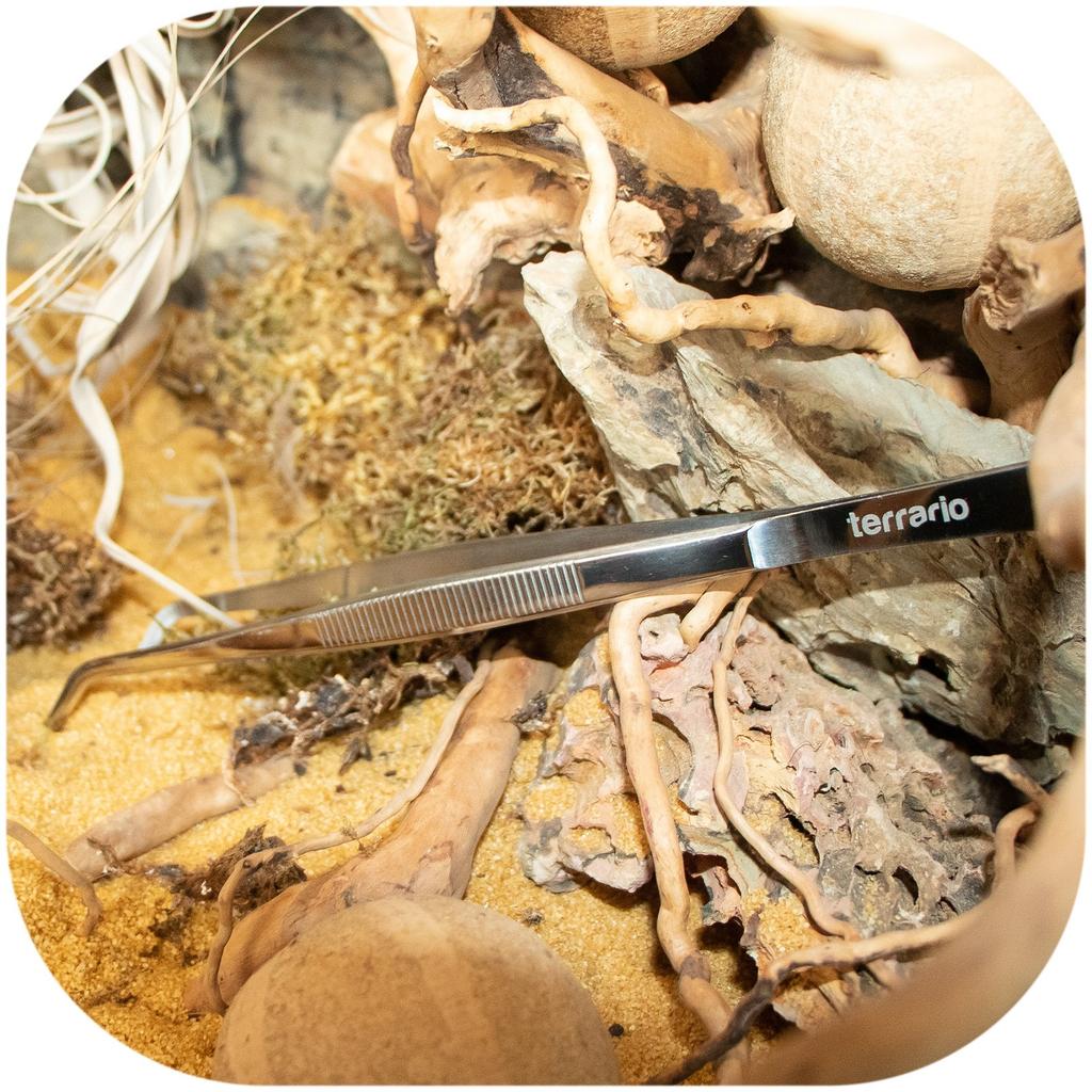 Long Angled Tweezers 30cm For Feeding, Cleaning, and Reptile Terrariums
