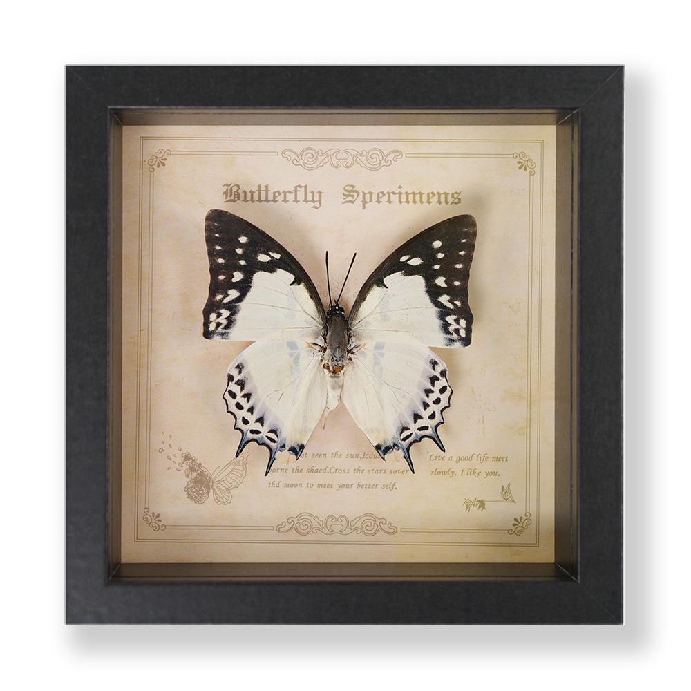 Green Banded Swallowtail Butterfly Specimen Decorative Painting - Real Insect for Display