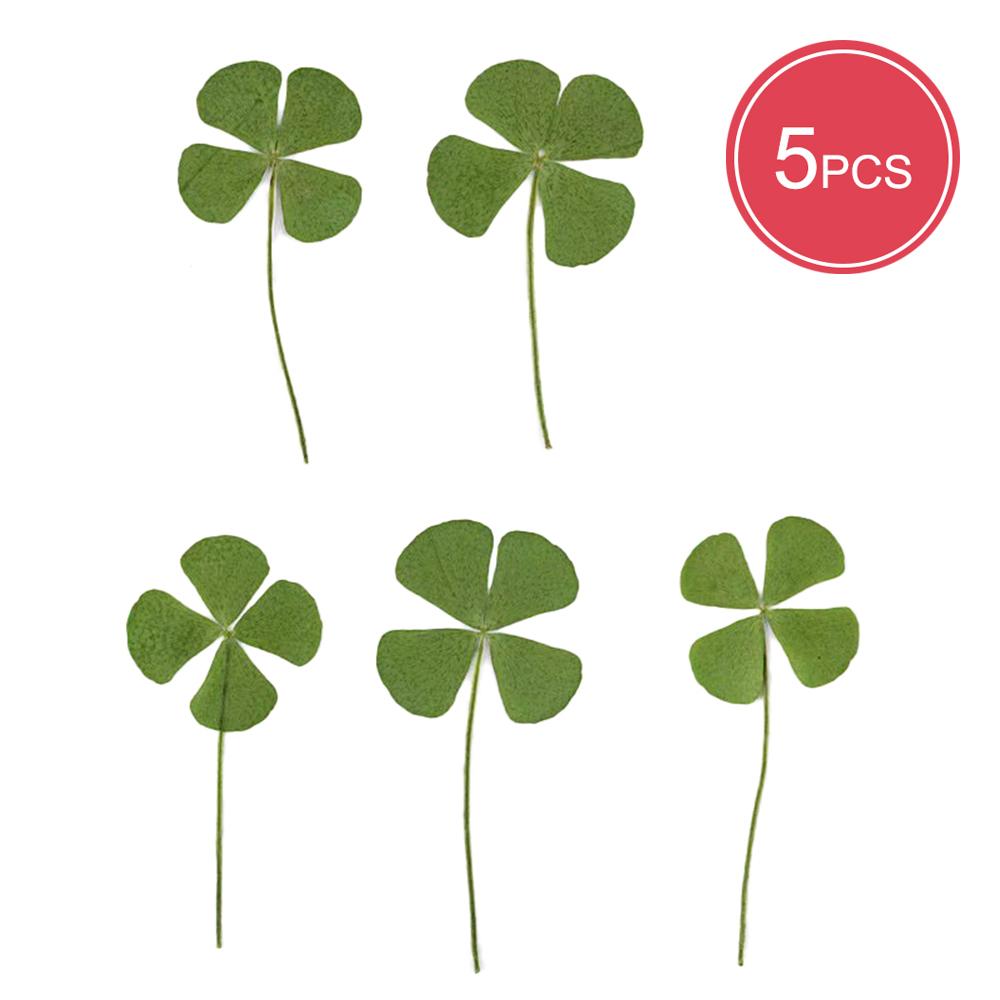 5PCS Lucky Four-Leaf Clover Natural Original Grass Transparent Card Bookmark Wishing Simple Style Transparent Card