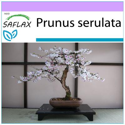 Bonsai – laukinė juodoji vyšnia – 30 sėklų – Prunus serulata