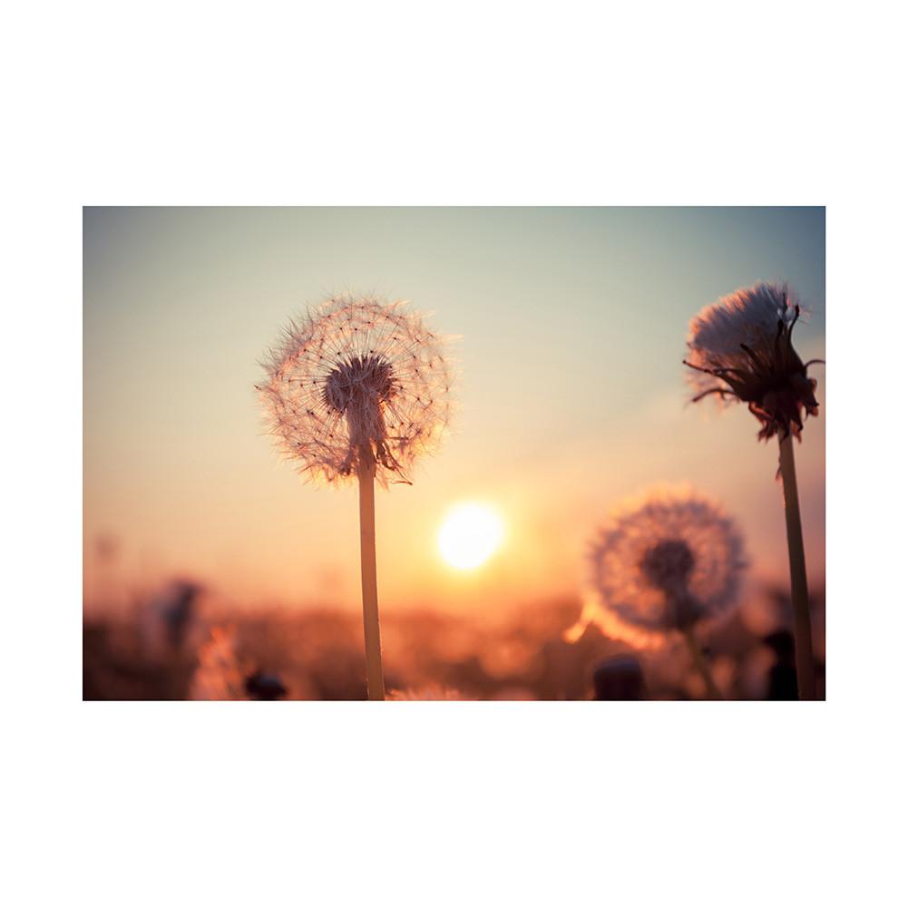 Romantic Dandelion Background Tapestry for Events,Party Banner,Home Decor,Weddings,Photo Booths