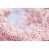 Frühlingsrosa Blumen Hintergrund Glitzer Licht Bokeh Floral Kirschblüte Neugeborenes Baby Porträt Fotografie Hintergrund Fotostudio