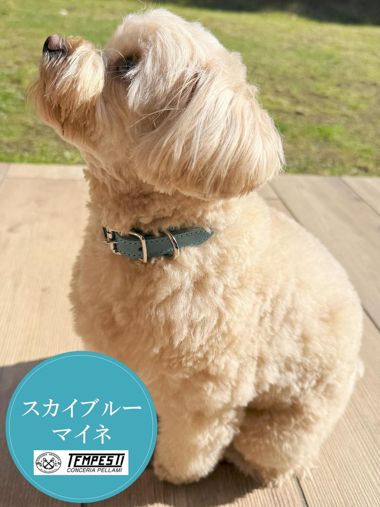 Premium genuine leather collar Italian leather by for small and Adjustable and cute cowhide collar with a thick Sky Small Japanese-made [Maine,