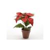 Umělá rostlina - KAEMIN - Vánoční hvězda v květináči - Červená - DIA30X27CM - Současný design