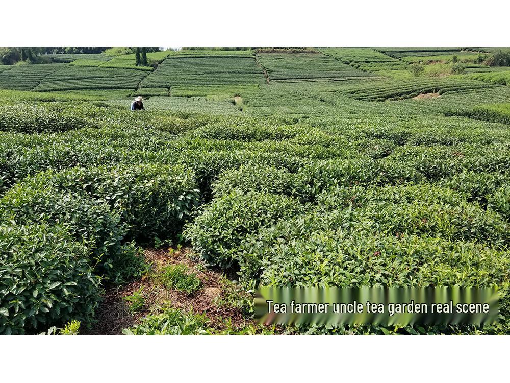 Uncle Phoenix Mao Feng White Tea - Pre-Rain First Grade 2025 Spring Green Tea