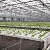 Hydroponic Strawberry Growing Trough: Soilless Cultivation Equipment for Agriculture