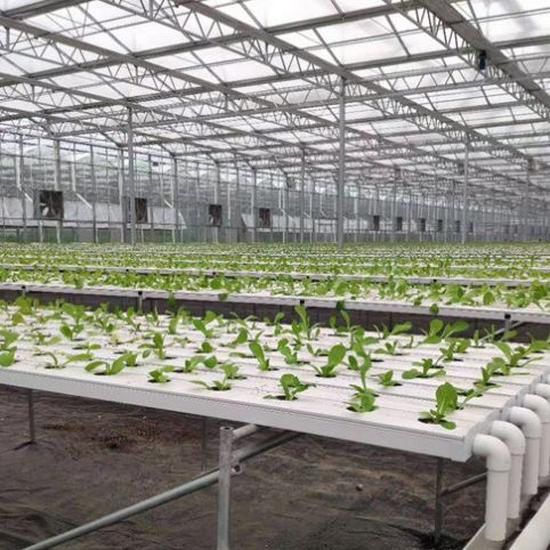 Hydroponic Strawberry Growing Trough: Soilless Cultivation Equipment for Agriculture