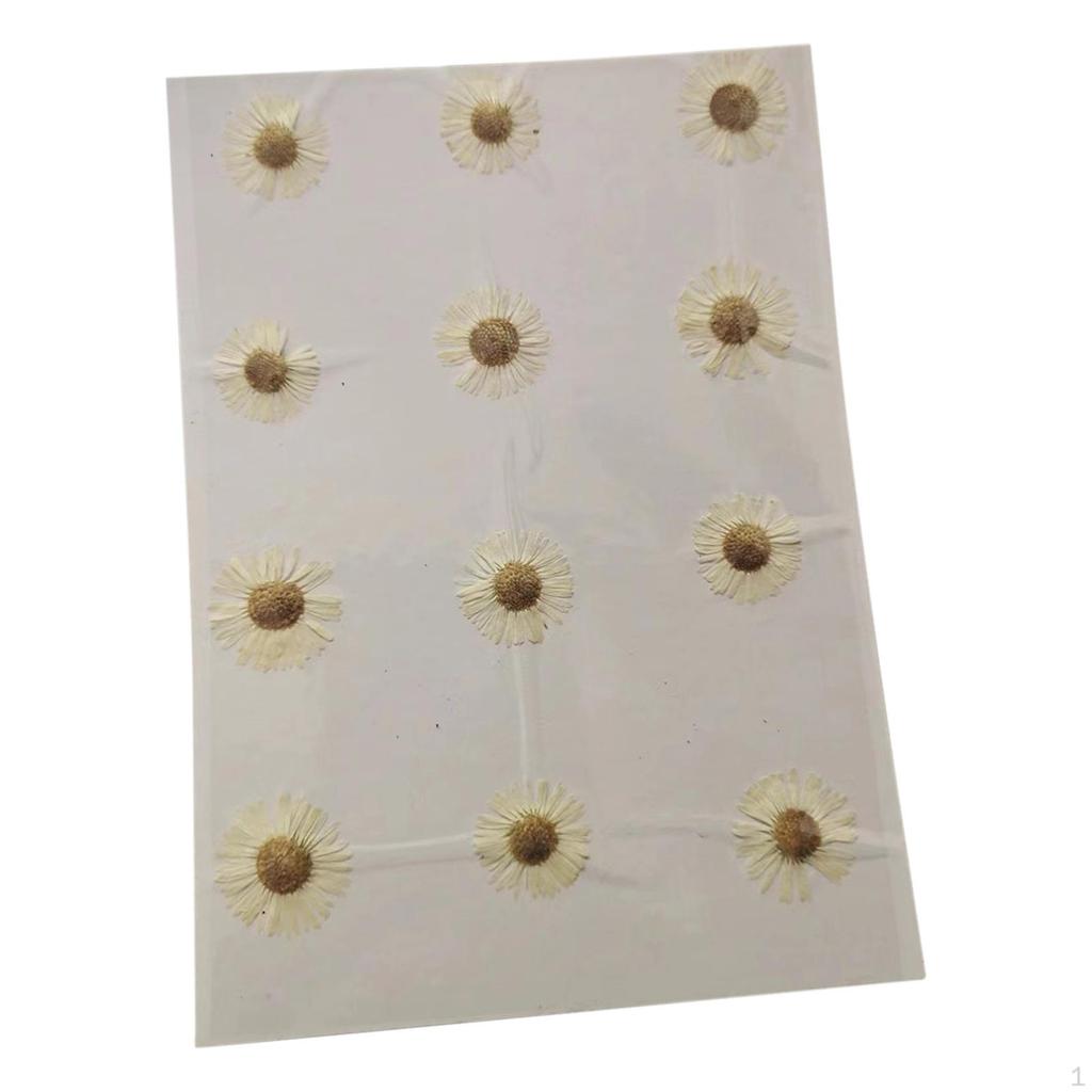 12 Pcs Dried Pressed Flowers DIY Art Craft Photography Props for Phone Case