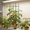Estacas de Tomate 36 Piezas Conectores Expansibles para Trepar Soportes de Rejilla Postes Soportes para Plantas Para Jardinería Verdura