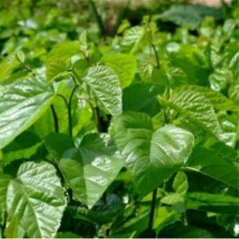 50g Dried Mulberry Leaf Tea Natural Mulberry Leaves Tea Health Care Herbal Green