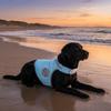 Breathable Mesh Pet Cooling Shirt Quick Dry Summer Dog T-shirt Dog Cooling Vest  Night Walking
