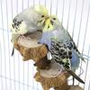 5 * 17CM Bird Toy Supplies Platform Board Sichuan Pepper Wood Nibbling Parrot Toy -1 Piece