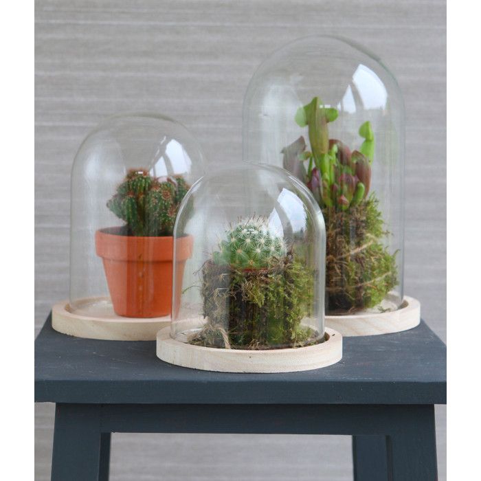 Cloche Verre avec Socle Bois 16 cm