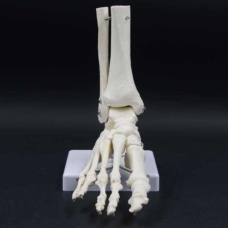 Ankle and Foot Joint Teaching Model - Human Skeleton Foot Bones PNT-0109