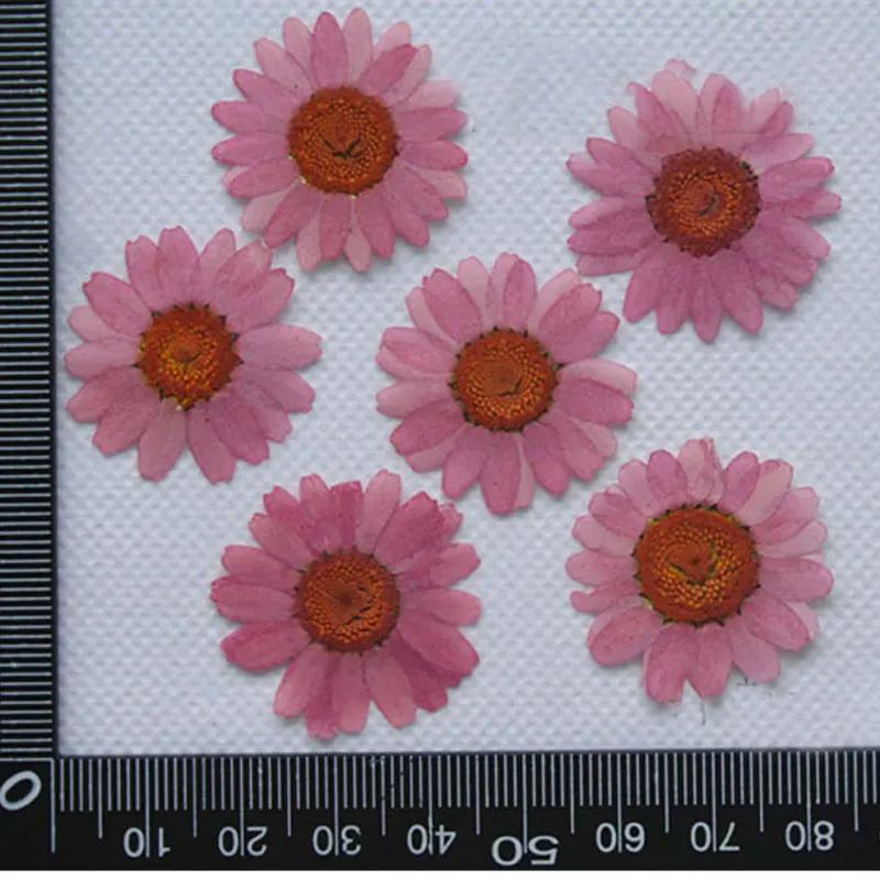 Pressed Flowers for Home Decoration, White Chrysanthemum, Bulk Packing, 1000PCs