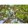 Coupe-branches enclume - gardena - energycut pro l - lames en acier - 50 mm - 1260 g