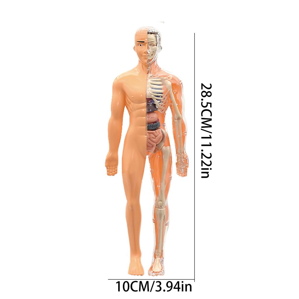 Children's STEM Cognitive Educational Toy, Detachable and Assembled, Full Body Skeletal Model, Puzzle Early Education Toy