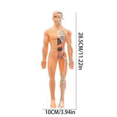 Children's STEM Cognitive Educational Toy, Detachable and Assembled, Full Body Skeletal Model, Puzzle Early Education Toy