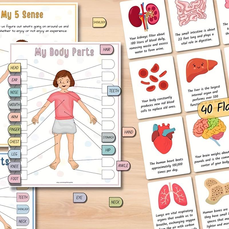 Interaktives menschliches Anatomie Busy Book mit beschrifteten Organen 500 Körperfakten Pädagogische Lernaktivität Geschenk für Schüler