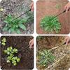 Upgrade, 4 Teeth Manganese Steel Weeder Kit With Handles - Multifunctional Uprooting Weeding Artifact For Gardening