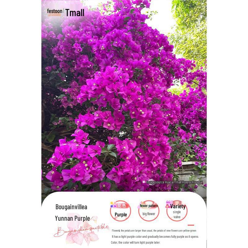 Large Bougainvillea Climbing Plant with Flowers - Indoor/Outdoor Greenery for Balcony and Courtyard
