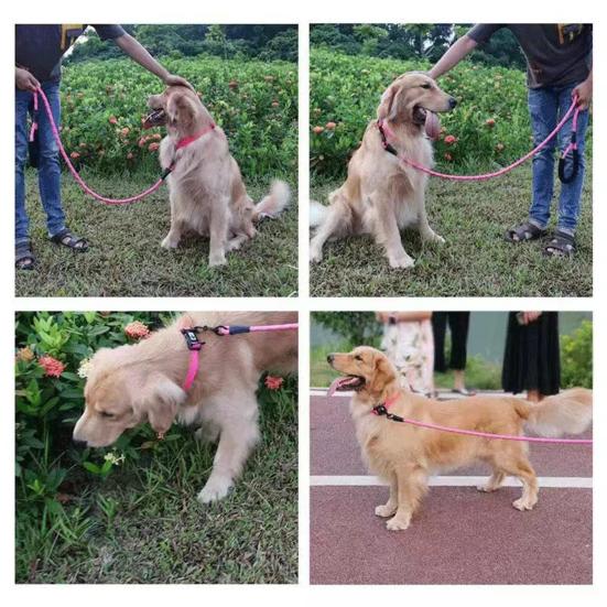 Dog Leash Heavy Duty Nylon Rope Leash 5Ft 6.5Ft 10Ft Leash with Padded Handle for Small Medium Large Dogs Training Outdoor