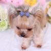 Non-slip Pet  Hair  Clips Bone-shaped Colorful Rhinestones Decoration Hairpin Hair Grooming