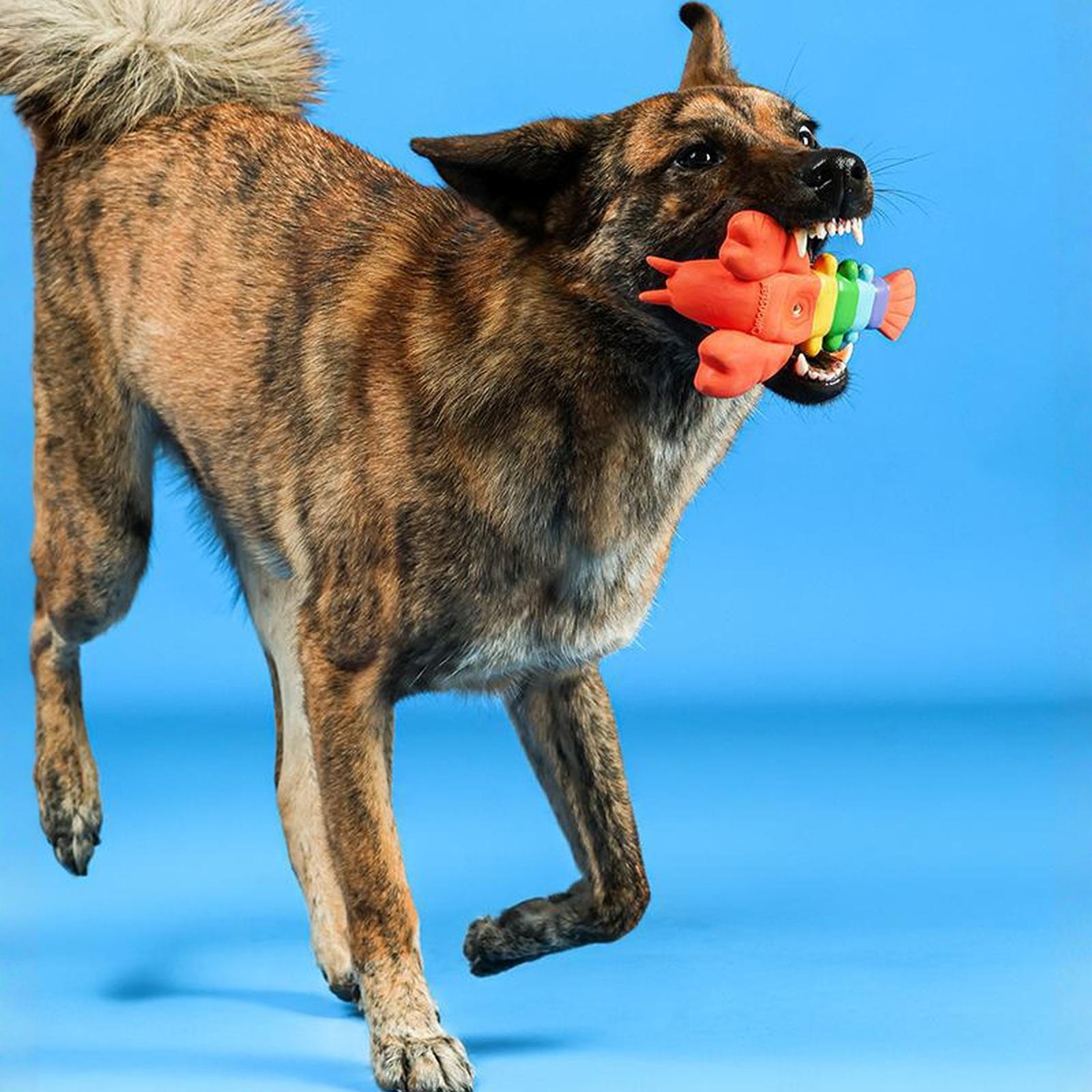 

Новая игрушка для питомца Прыгающая креветка и краб Латексная пищащая игрушка для собаки Снятие скуки Игрушка для самостоятельной игры one size