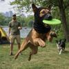 Elastic Dog Face Mask Soft Warm Breathable Dog Calming Earmuffs Anti-Freezing Comfortable Pet Head Cover Pet Supplies