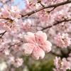 Pink Cherry Blossom Plush Soft Cherry Blossom Bag Decor with Earphones Hang Pink Romantic Girl Gift Bag Charm