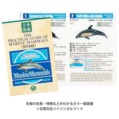 Calorata 3D Marine Creatures Encyclopedia (Whales, Dolphins, Sea Otters / 13 Species / Includes Instructions) Realistic Figures (Educational Toy) Birt