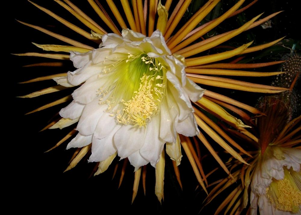 SAFLAX Queen of the Night - 40 Seeds - Selenicerus Grandiflorus