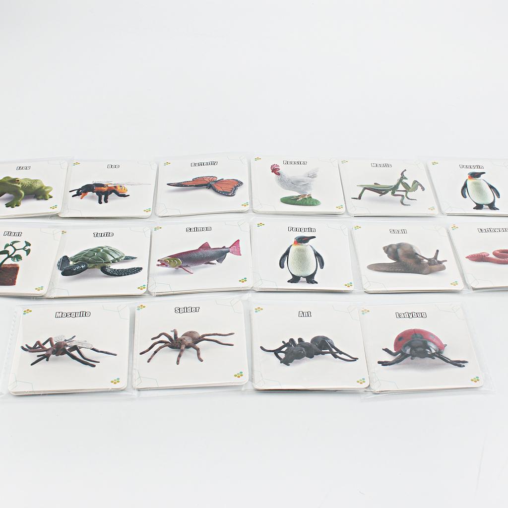 Children'S Science And Education Cognition 16 Animal, Plant And Insect Life Cycle Cards Early Childhood Education Card Toys