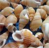 100PCS Natural Conch Shells Aquarium Decoration