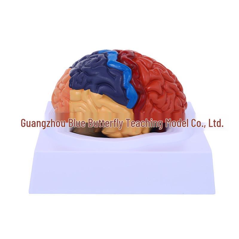 Color-Coded 1:1 Brain Function Partition Model - Teaching Simulation Tool