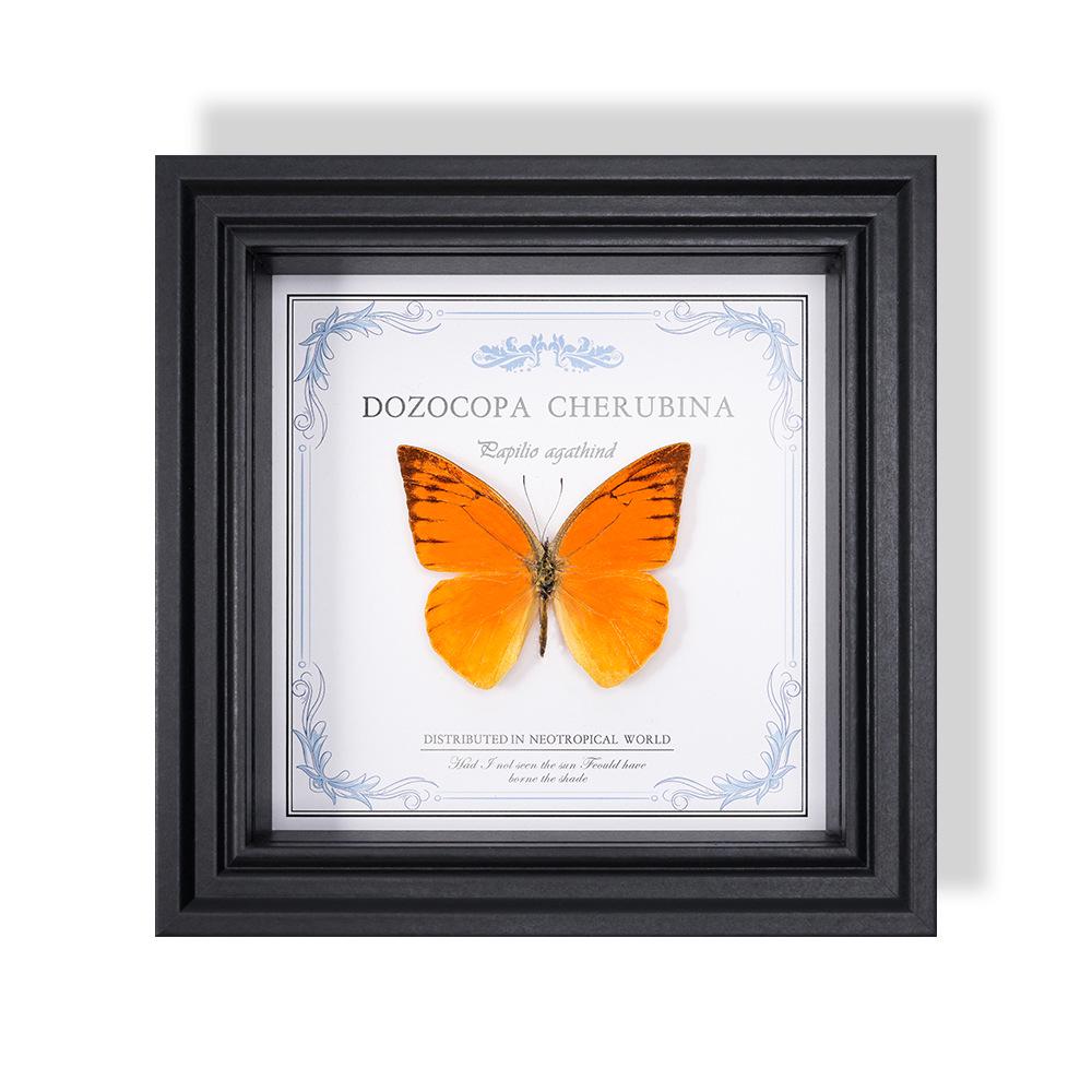 Wall-Mounted Butterfly Specimen Photo Frame: Home Decor & Gift for Valentine's Day, Qixi, Birthday, Couples & Insect Lovers