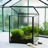 The Cube Shape Moss Glass Terrarium Succulents Desktop Greenhouse Modern Geometric Container Planter for Home Office