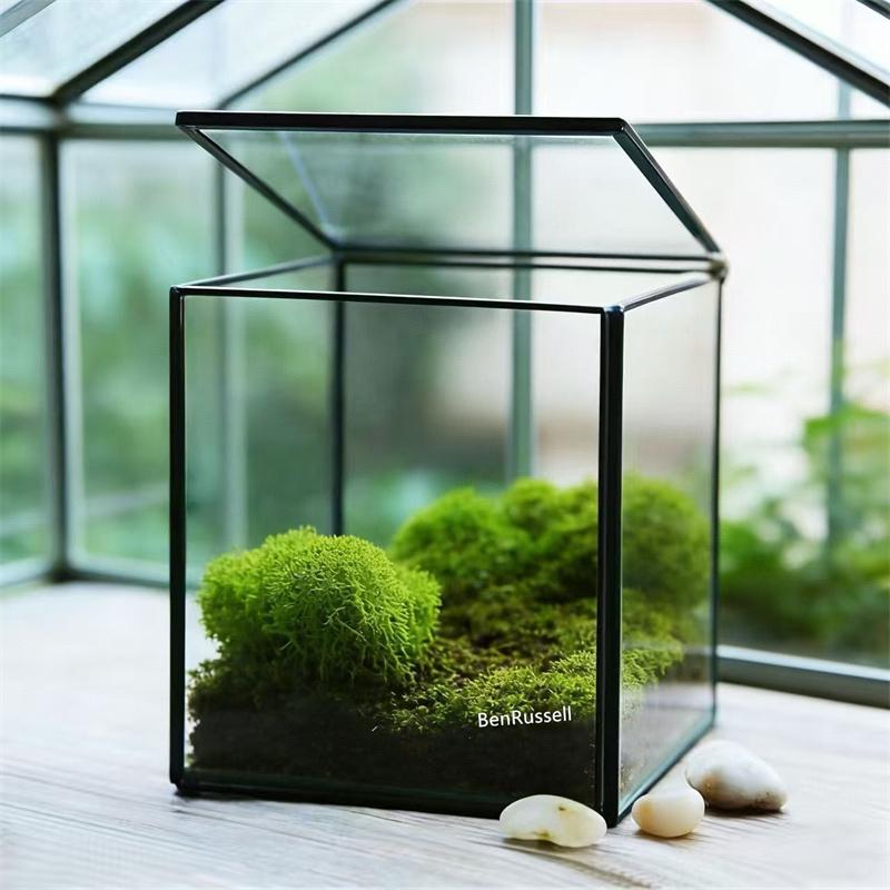 The Cube Shape Moss Glass Terrarium Succulents Desktop Greenhouse Modern Geometric Container Planter for Home Office