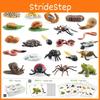 25 Piece Realistic Insect Growth Cycle Card Set Featuring Worm Ladybug Dragonfly Frog Snail Models