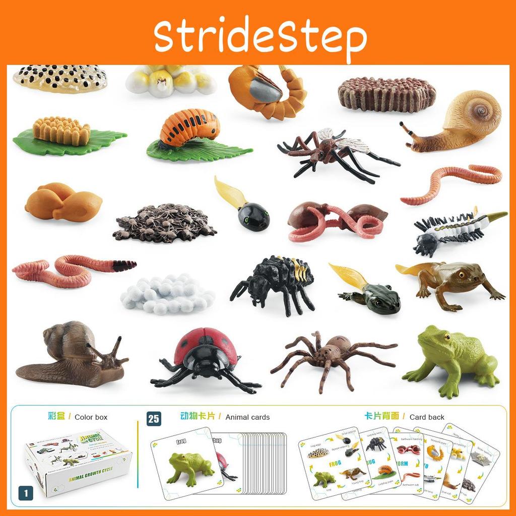 25 Piece Realistic Insect Growth Cycle Card Set Featuring Worm Ladybug Dragonfly Frog Snail Models