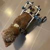 Dog Wheelchair For Hind Leg Rehabilitation