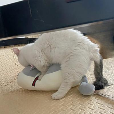 Brinquedo de cio para gatos machos, acasalamento, sexo alto, animais de estimação para dormir, boneca de gato de companhia, alívio e relaxamento, produtos para animais de estimação, suprimentos