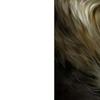 5D DIY Full Round Drill Diamond Painting Women&Wolf Home Decor Art Craft 40x60cm