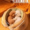 2025 Winter Cozy Semi-Enclosed Dog Bed for Medium and Small Pets